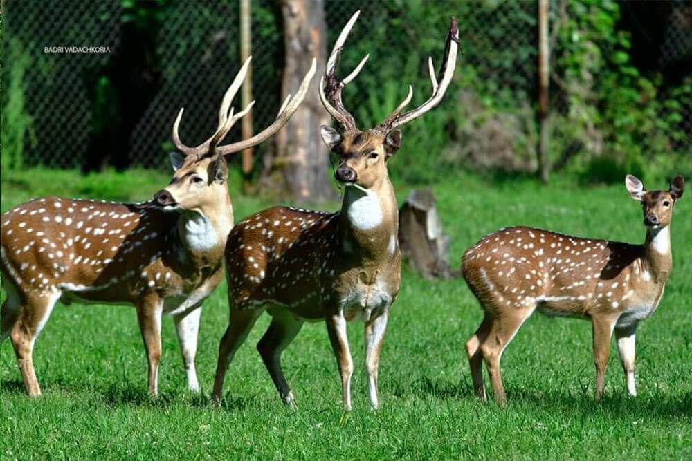 dendrological-park-deer