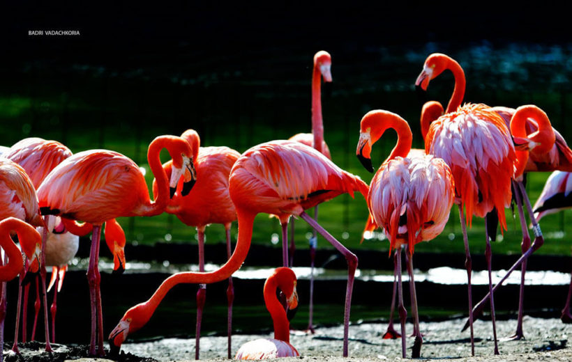dendrological-park-flamingo