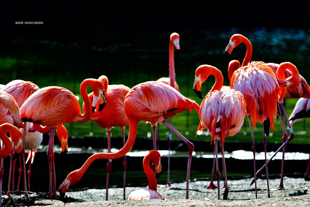 dendrological-park-flamingo