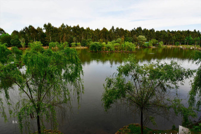 dendrological-park-lake