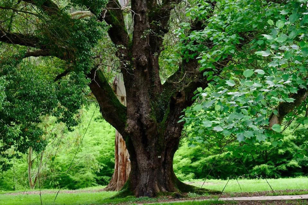 dendrological-park-tree